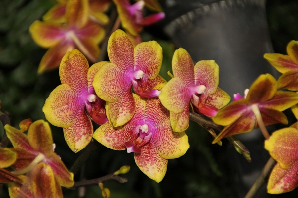 Phalaenopsis   030.jpg